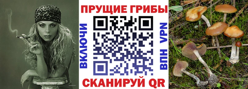 Псилоцибиновые грибы Psilocybe ОМГ ОМГ рабочий сайт Чернушка продажа наркотиков